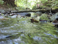 &copy; Zierfischfreunde Immenhausen-Holzhausen
